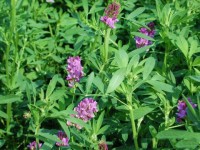 alfalfa