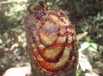 Croton_lechleri