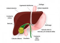 Vesicula-biliar