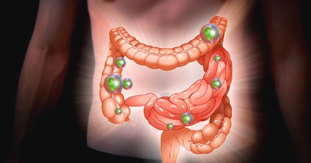 bacterias_intestinales