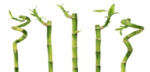 Bambu