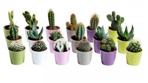 maceta-cactus-colores